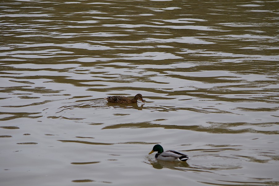 Les Oiseaux: Ecluse d evry 270